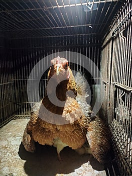 GREAT PROTECTION OF A MOTHER HEN TO HEE CHICKS photo