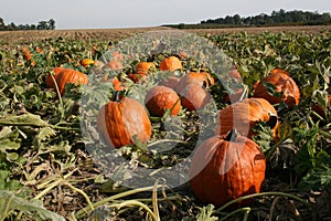 Great pumpkin