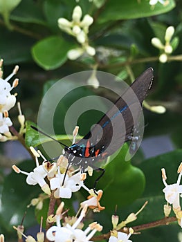 Great purple hairstreak