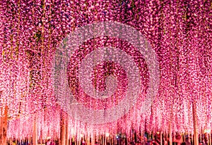 Great purple wisteria trellis at night at Ashikaga Flower Park, Tochigi, Japan, Asia