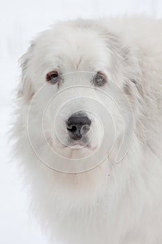 Great Pyrenees