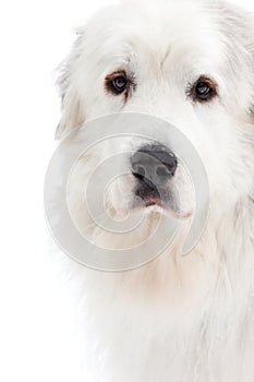 Great Pyrenees