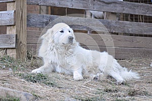 Great Pyrenees