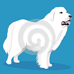 Great Pyrenees dog