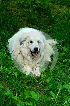 Great Pyrenees Dog