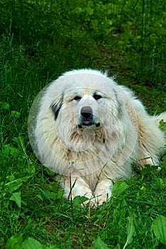 Great Pyrenees Dog