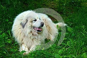 Great Pyrenees Dog