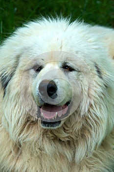 Great Pyrenees Dog