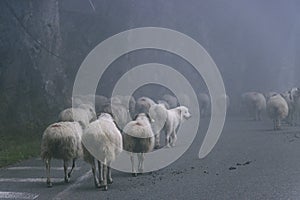 A great pyrenees dog blends in with a herd of sheep on a misty road