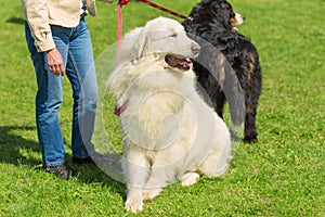 Great Pyrenees dog in the park
