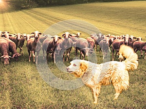 Great Pyrenees Dog Patou and group of sheep on the field in the rays of the rising sun.