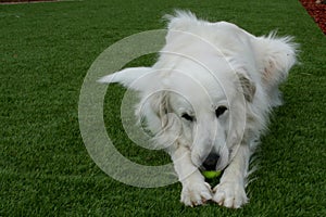 Great Pyrenees Dog Playing With Tennis Ball