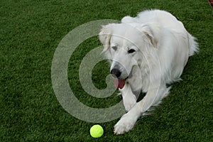 Great Pyrenees Dog With Tennis Ball