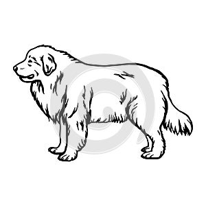 Great Pyrenees dog - vector isolated illustration on white background