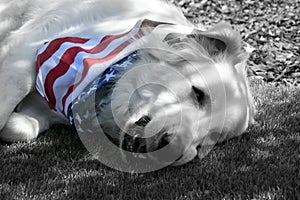 Great Pyrenees Dog Wearing Patriotic Bandana