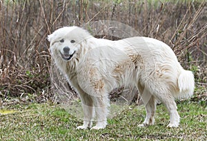 Great Pyrenees farm dog outside