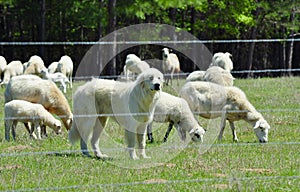 Great Pyrenees Guarding her Flock