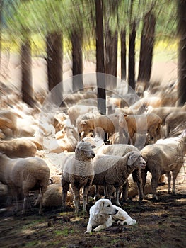A Great Pyrenees Guards His Sheep with Focal Zoom Effect photo