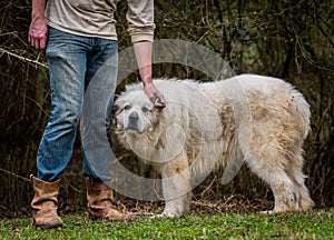 Great Pyrenees Herding Dog Getting Some Ear Scratches