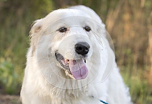 Great Pyrenees large white fluffy dog