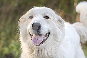 Great Pyrenees large white fluffy dog wagging tail
