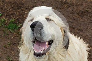 Great Pyrenees Laughing