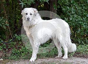 Great Pyrenees Livestock Guard Dog