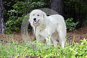 Great Pyrenees Livestock Guard Dog