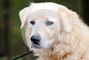 Great Pyrenees Livestock Guard Dog