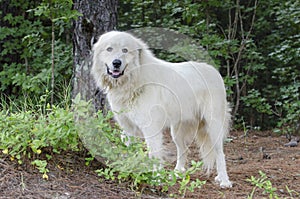 Great Pyrenees Livestock Guard Dog