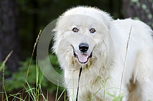 Great Pyrenees Livestock Guard Dog