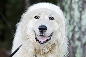 Great Pyrenees Livestock Guard Dog