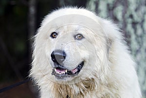 Great Pyrenees Livestock Guard Dog