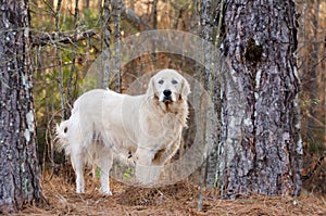 Great Pyrenees Livestock Guardian Dog