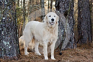 Great Pyrenees Livestock Guardian Dog