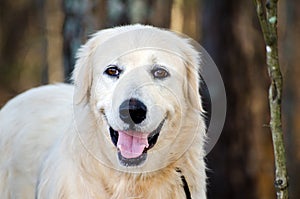 Great Pyrenees Livestock Guardian Dog