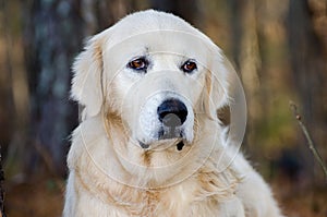 Great Pyrenees Livestock Guardian Dog