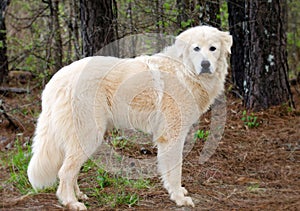 Great Pyrenees Livestock guardian dog