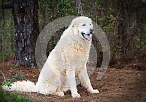 Great Pyrenees Livestock guardian dog