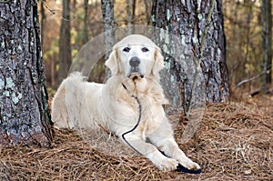 Great Pyrenees Livestock Guardian Dog