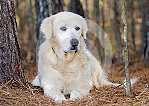 Great Pyrenees Livestock Guardian Dog