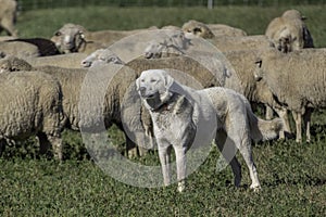 A Great Pyrenees looking after its sheep