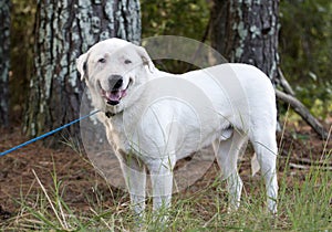 Great Pyrenees mix breed dog adoption photo