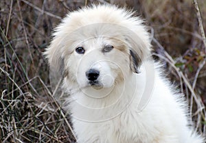 Great Pyrenees Puppy