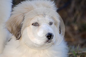 Great Pyrenees Puppy Profile