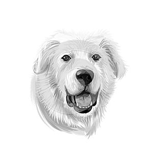 Great Pyrenees, Pyrenean Mountain, Pyr, GP, PMD dog digital art illustration isolated on white background. France, Spain origin