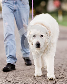 Great Pyrenees on a Walk