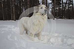 Great Pyrenees in Winter