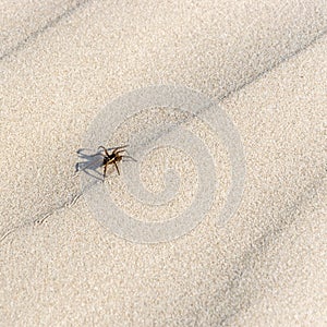 Great raft spider, Dolomedes plantarius, crawling in the sand