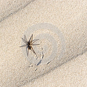 Great raft spider, Dolomedes plantarius on the sand